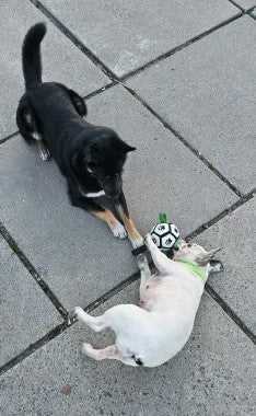 BALLE INTERACTIVE POUR CHIEN|ToyBall™ - MyDoggy - Shop