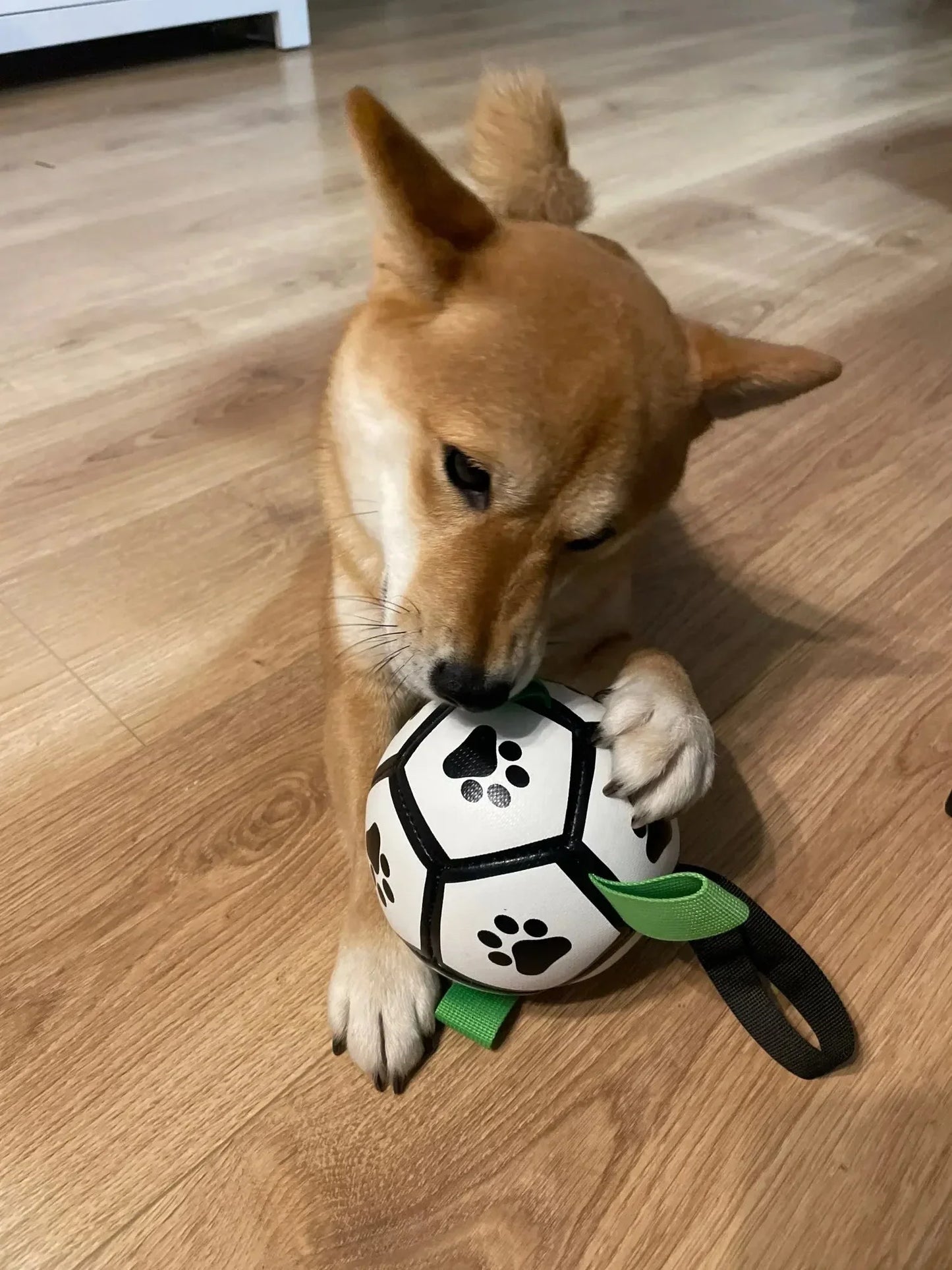 Balle interactive pour chien éducative