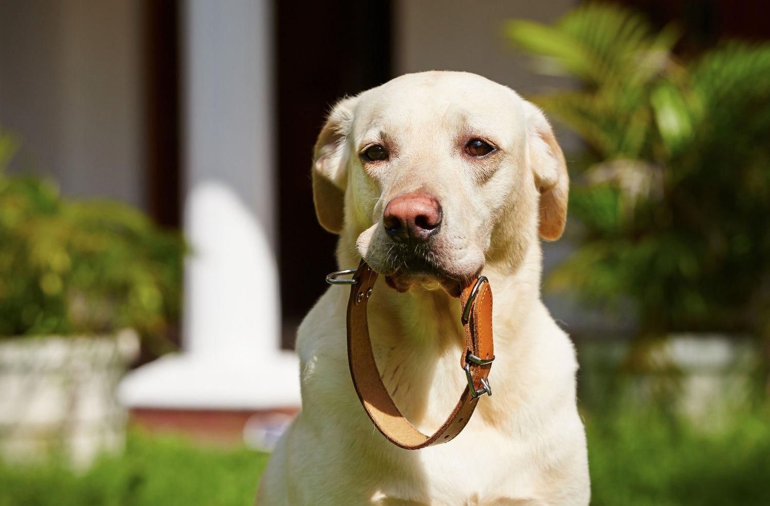 COLLIER CHIEN DOGGY SHOP