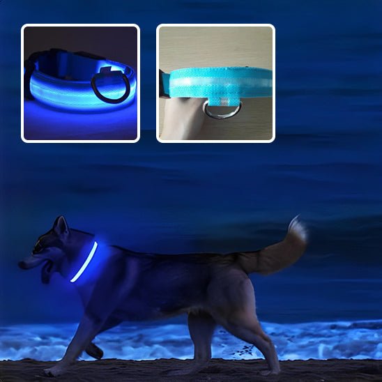 Collier chien|LumiDogâą - MyDoggy - Shop