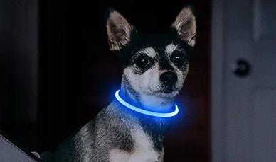Collier chien|SécuLumi™ - MyDoggy - Shop