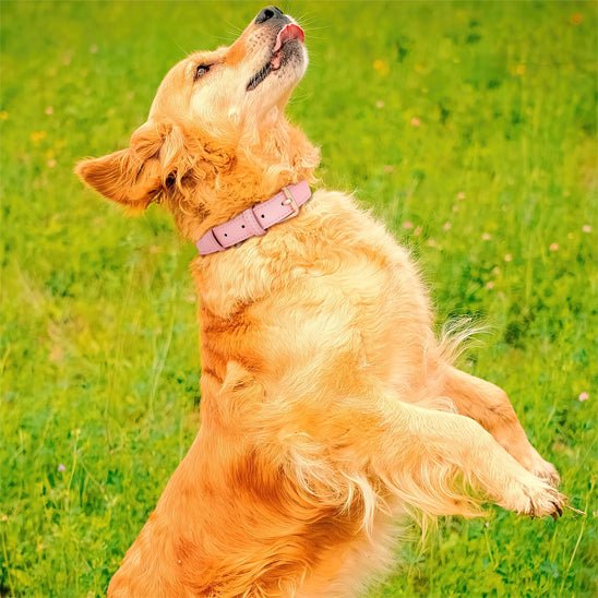 Collier chien|Classicollar™ - MyDoggy - Shop