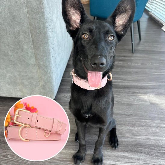Collier chien|Classicollar™ - MyDoggy - Shop