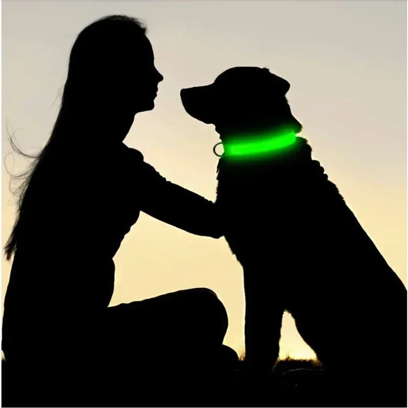 Collier chien|LumiDogâą - MyDoggy - Shop