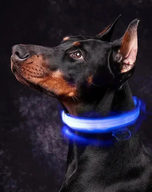 Collier chien|LumiDogâą - MyDoggy - Shop