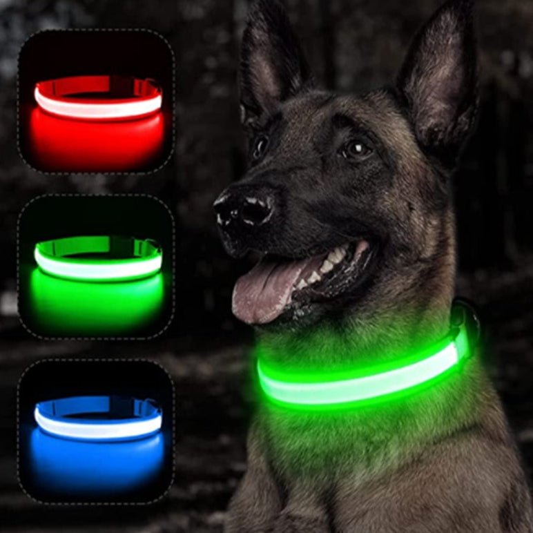 Collier chien|LumiDogâą - MyDoggy - Shop