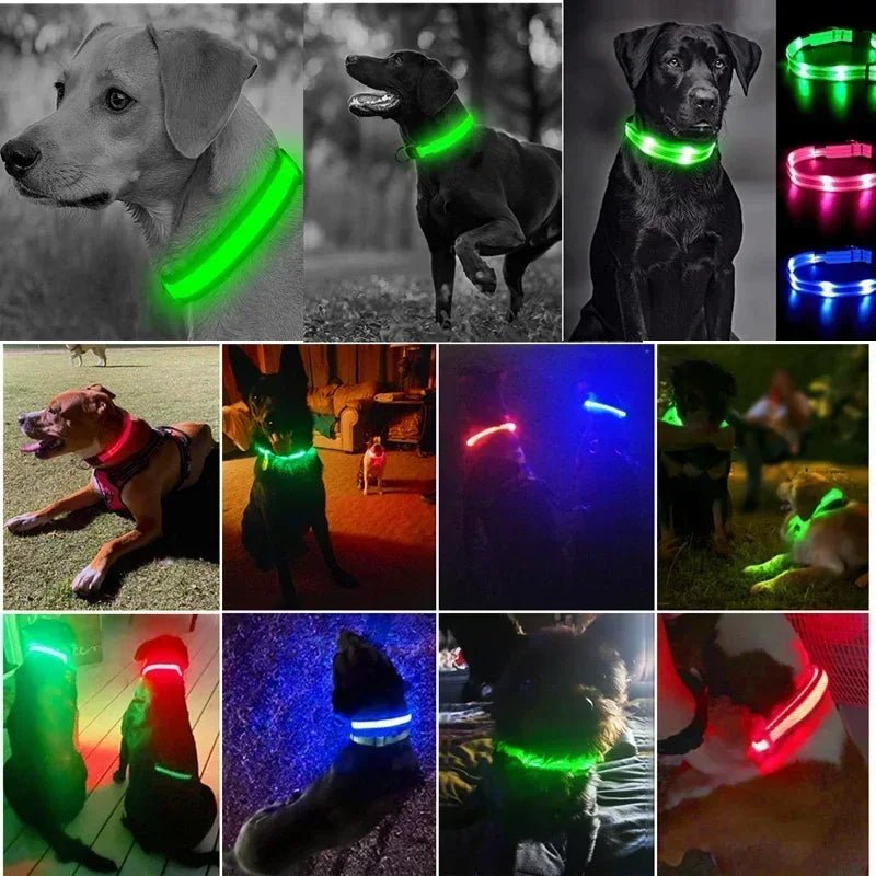 Collier chien|LumiDogâą - MyDoggy - Shop