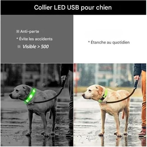 Collier chien|LumiDogâą - MyDoggy - Shop