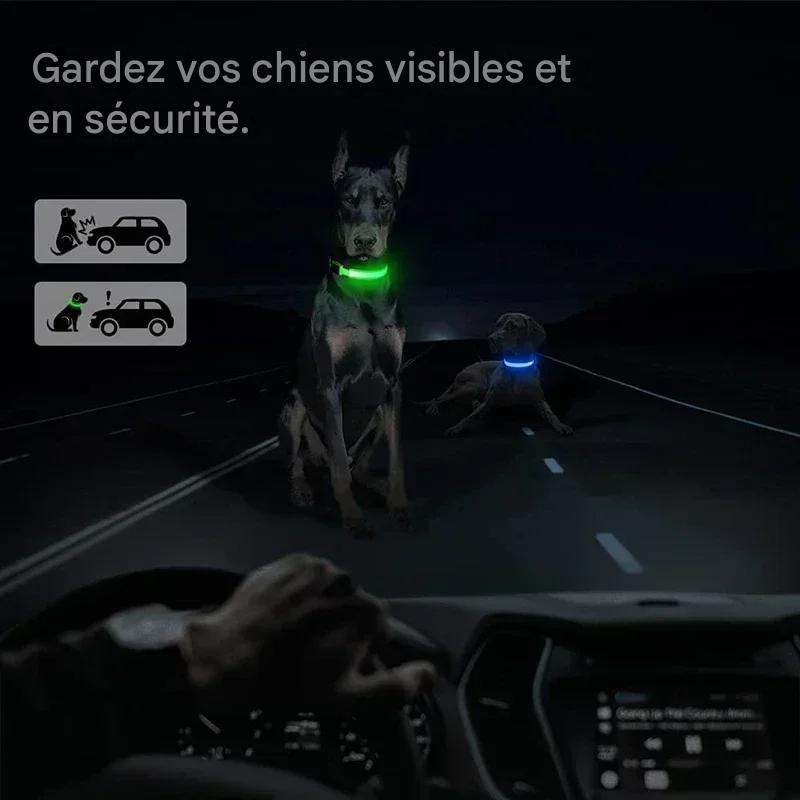 Collier chien|LumiDogâą - MyDoggy - Shop