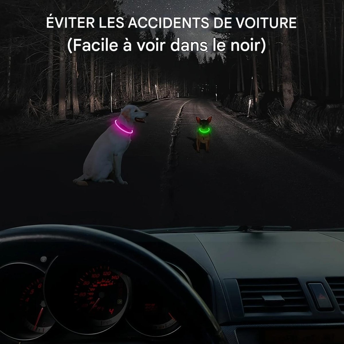 Collier chien|SécuLumi™ - MyDoggy - Shop