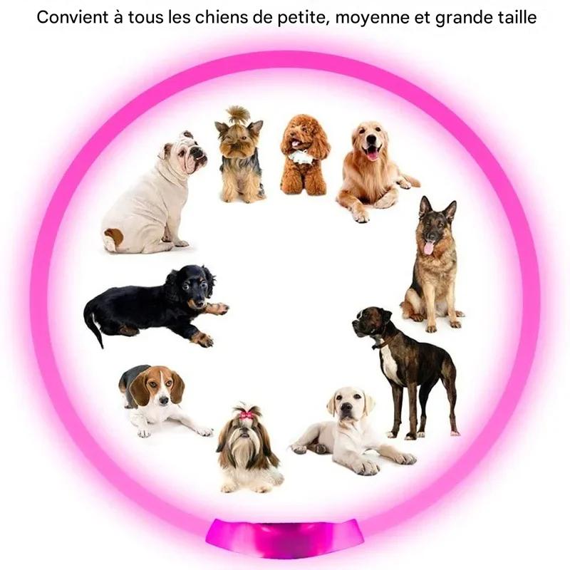 Collier chien|SécuLumi™ - MyDoggy - Shop