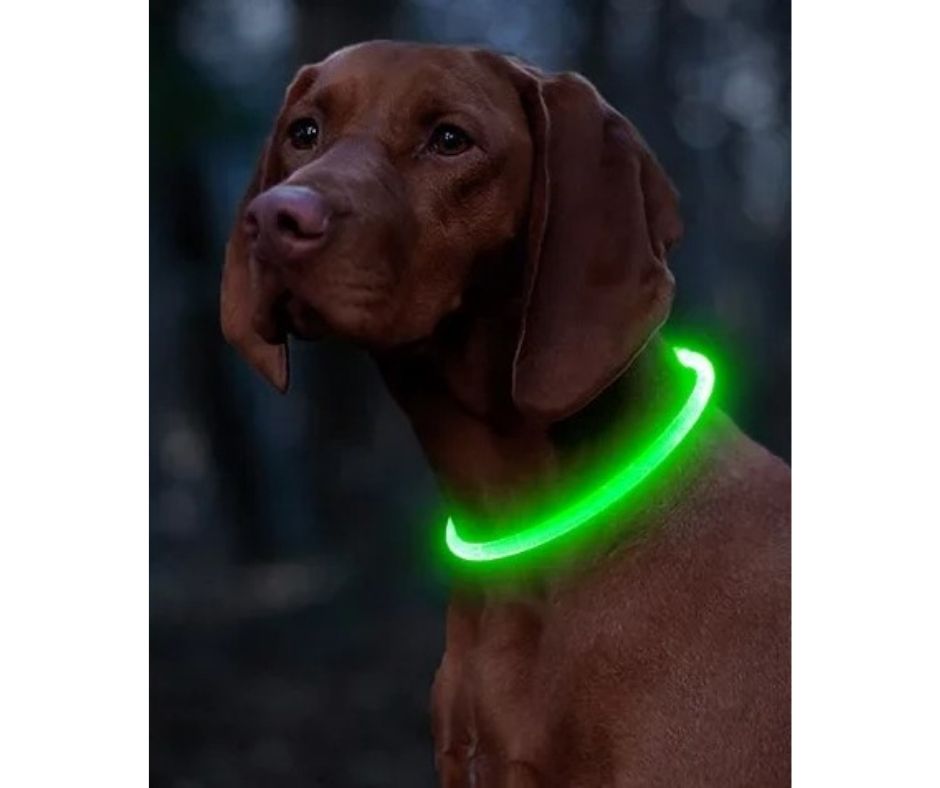 Collier chien|SécuLumi™ - MyDoggy - Shop