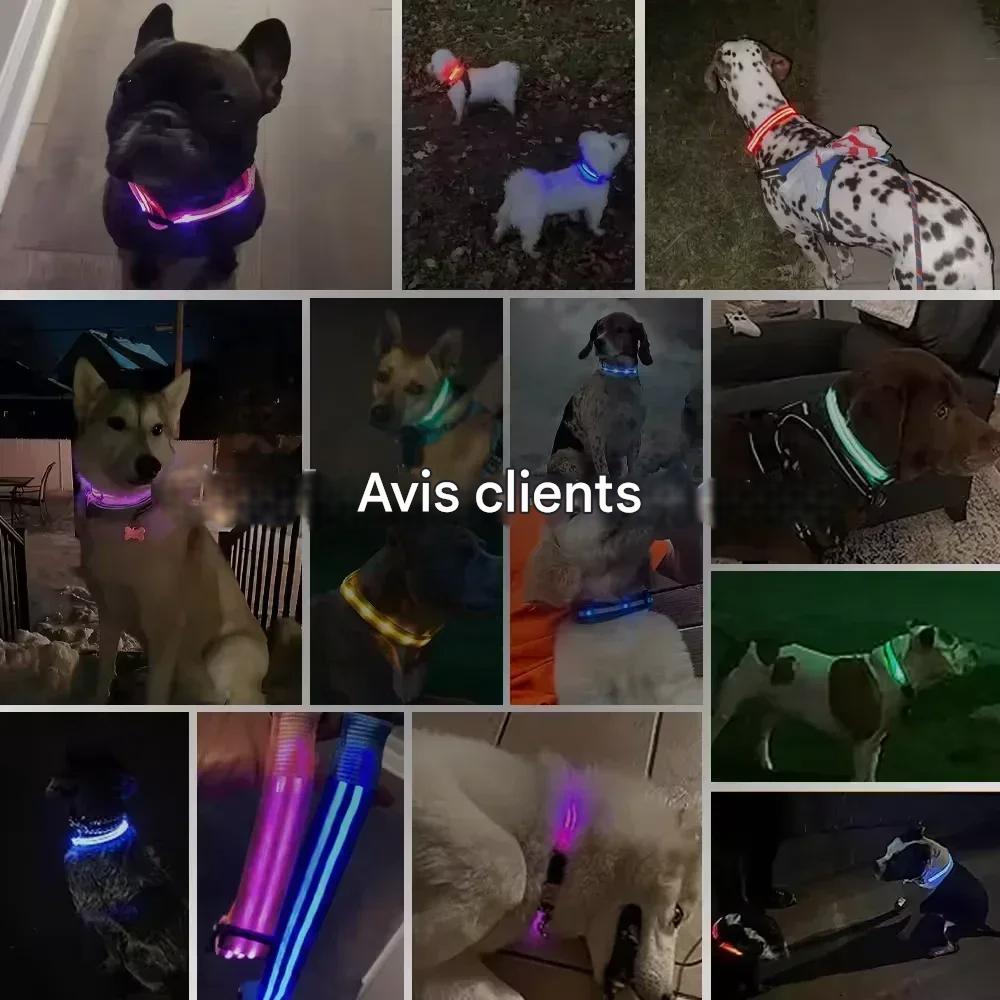 Collier chien|LumiDogâą - MyDoggy - Shop