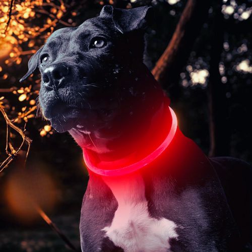 Collier chien|SécuLumi™ - MyDoggy - Shop
