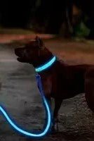 Collier chien|LumiDogâą - MyDoggy - Shop