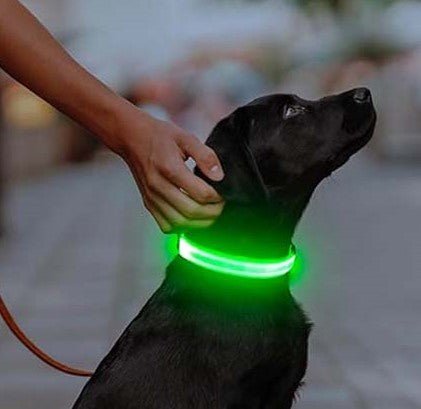 Collier chien|LumiDogâą - MyDoggy - Shop