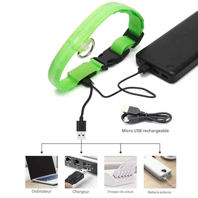 Collier chien|LumiDogâą - MyDoggy - Shop
