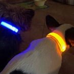 Collier chien|LumiDogâą - MyDoggy - Shop