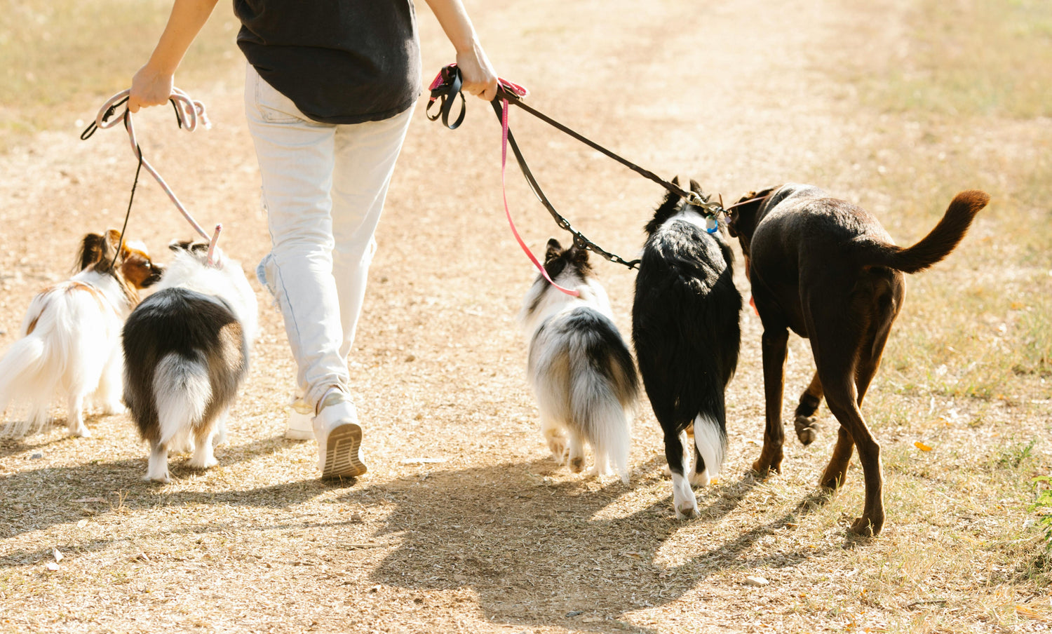 DOGGY SHOP LAISSE POUR CHIEN