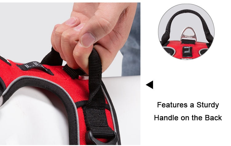 Harnais chien utilisation pratique