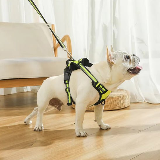 Harnais chien | ChicHarnais™ - MyDoggy - Shop