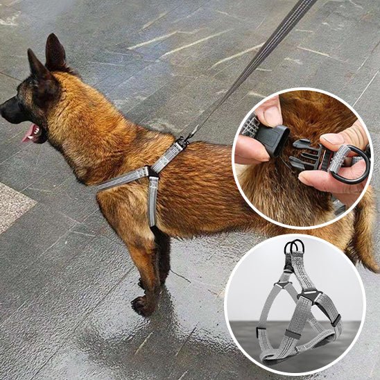 Harnais chien en Y léger et pratique
