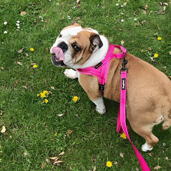 Harnais chien|DouHarnais™ - MyDoggy - Shop