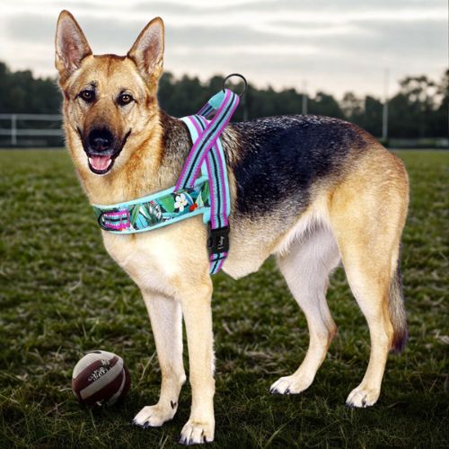 Comfort and safety dog harness | DouHarnais™