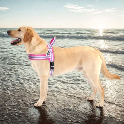 Harnais chien|DouHarnais™ - MyDoggy - Shop