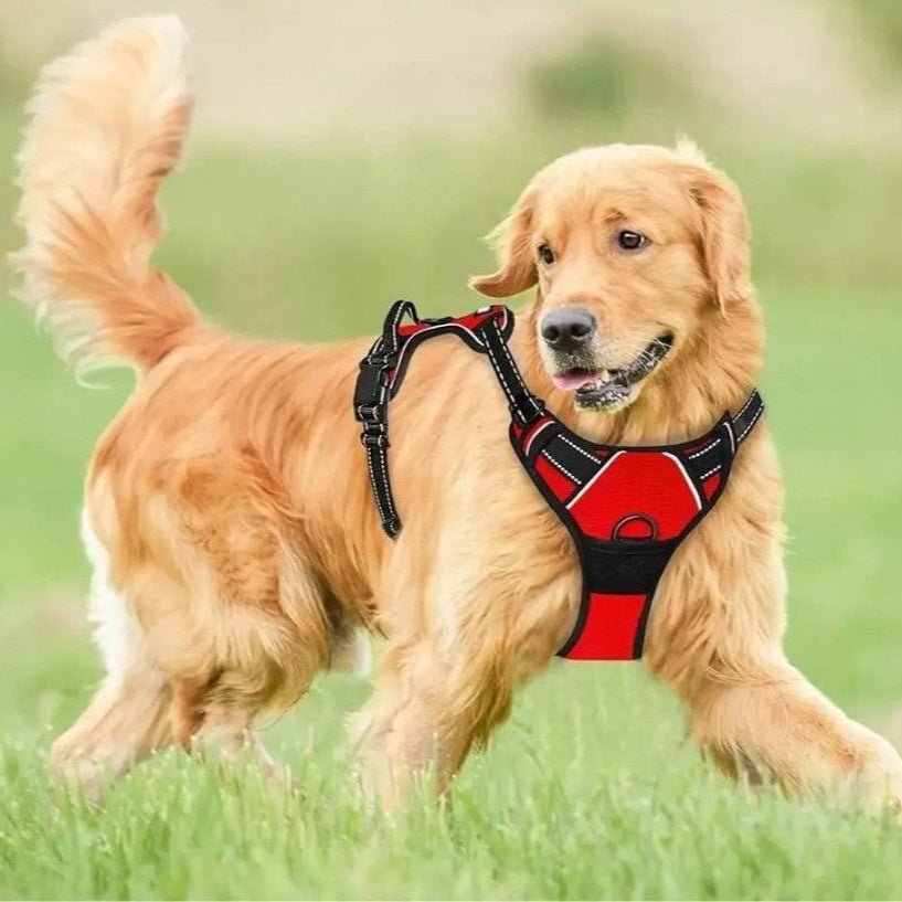 Harnais chien | ChicHarnais™ - MyDoggy - Shop