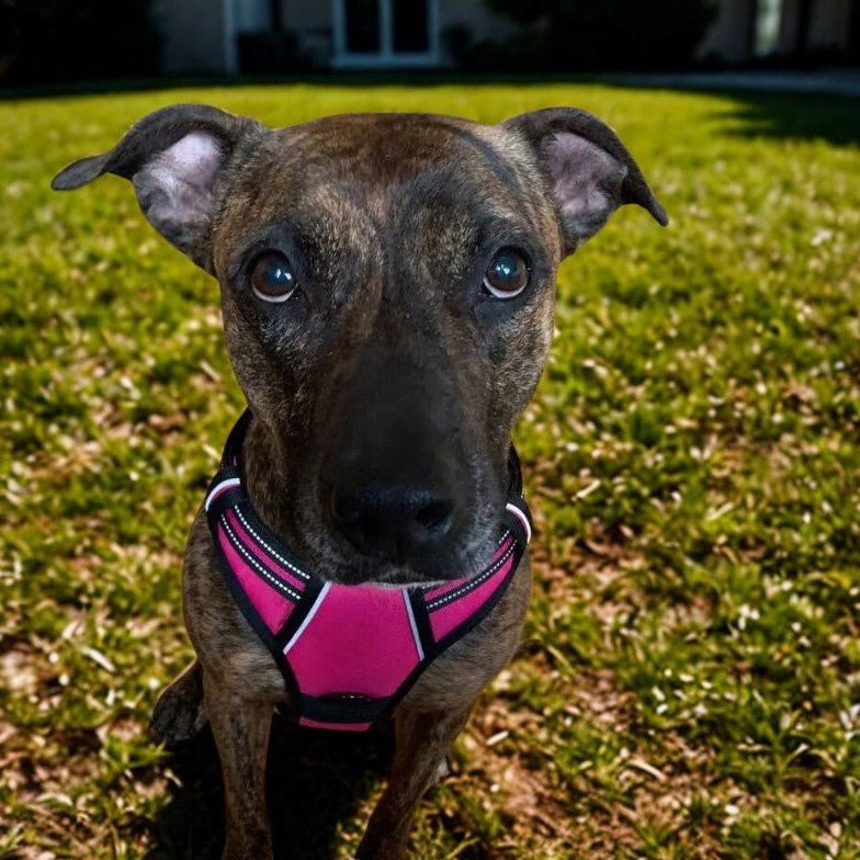 Harnais chien | ChicHarnais™ - MyDoggy - Shop