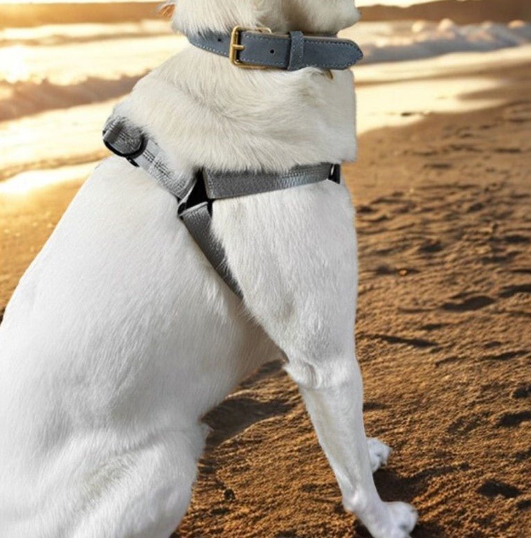 Harnais chien - MyDoggy - Shop