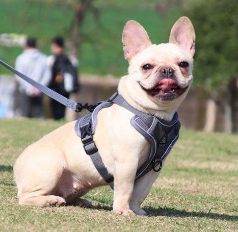 Harnais chien et Laisse CareHarnaisâą - MyDoggy - Shop