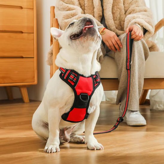 Harnais chien | ChicHarnais™ - MyDoggy - Shop