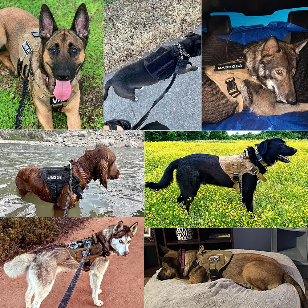 Harnais chien anti traction