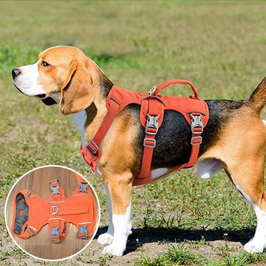 Promenade en laisse avec harnais de sécurité orange pour chien
