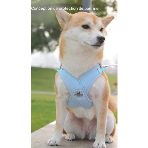 harnais chien élégant