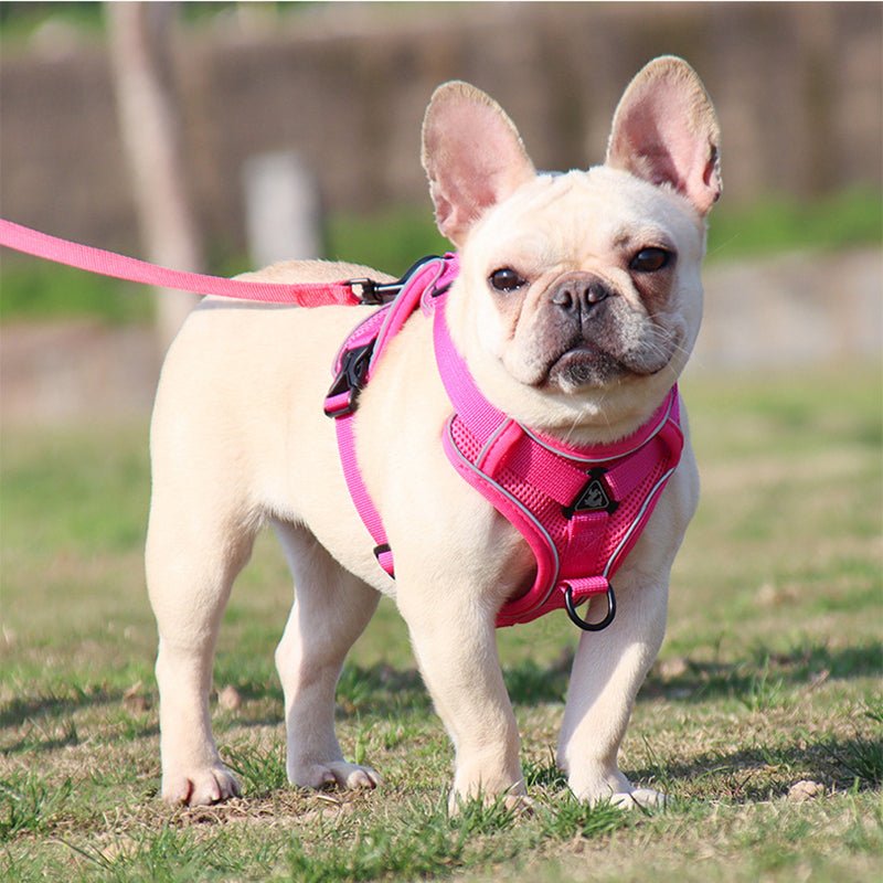 Harnais chien et Laisse CareHarnaisâą - MyDoggy - Shop