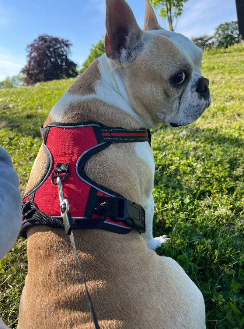 Harnais chien rouge chic