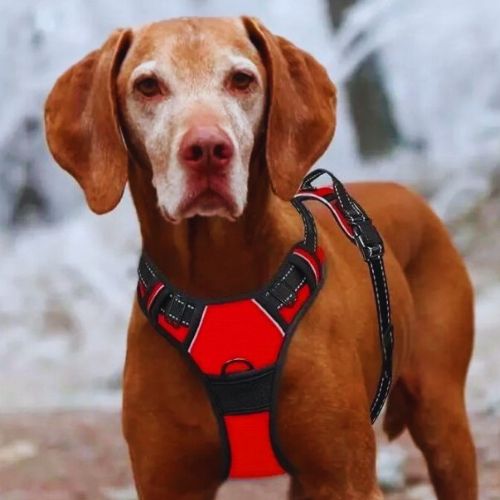 Harnais chien | ChicHarnais™ - MyDoggy - Shop
