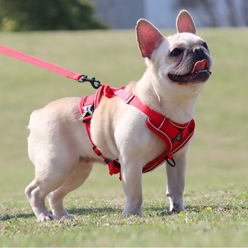 Harnais chien et Laisse CareHarnaisâą - MyDoggy - Shop