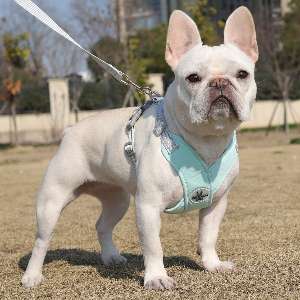 harnais chien vert pistache