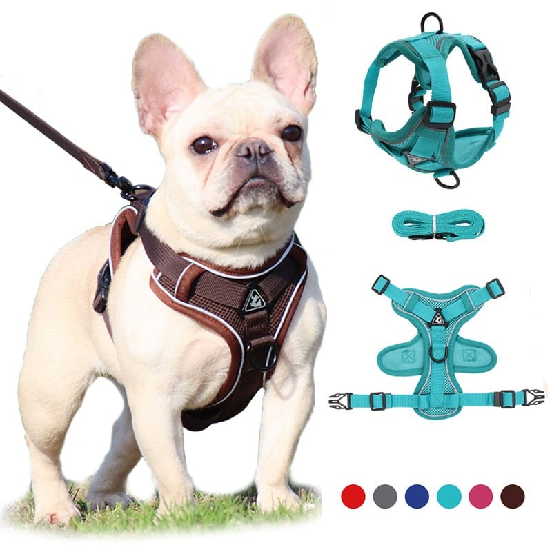 Harnais chien et Laisse CareHarnaisâą - MyDoggy - Shop