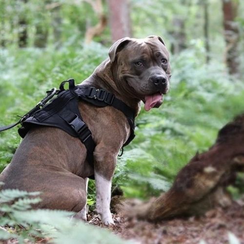 Harnais pour chien fort