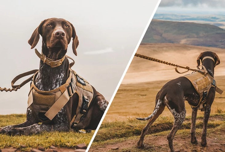 Harnais pour chien meilleur choix