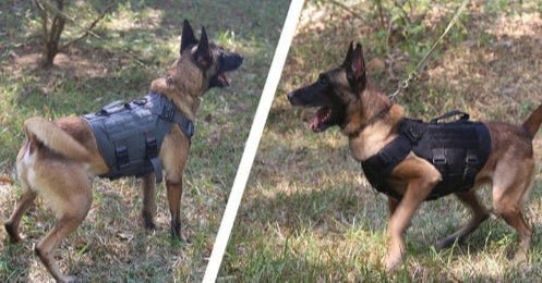 Harnais chien MyDoggy - Shop