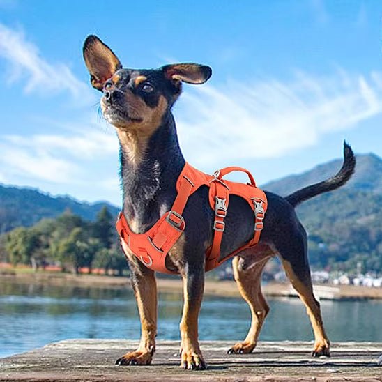 Shiba Inu avec harnais confortable vert pour balade
