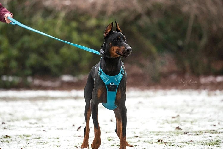 Laisse pour chien