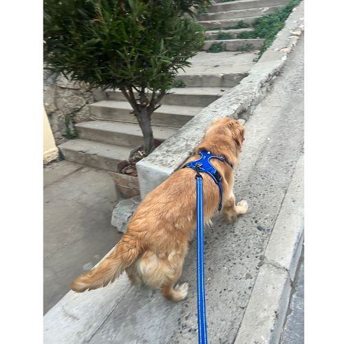 Laisse chien confortable