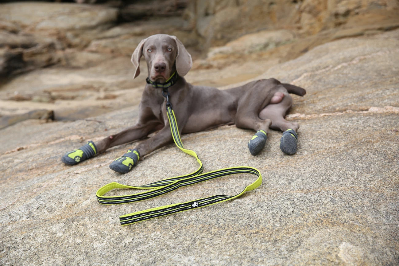Laisse pour chien confortable